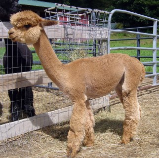 Gracie's cria Thoreau