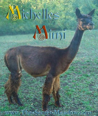 Alpaca For Sale - Michelle's Mimi of LFA at Close-Knit Alpacas