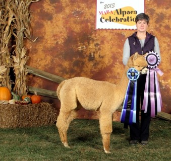 Alpaca For Sale - AOV Accoyo Eros at ACCOYOS OF VIRGINIA, LLC