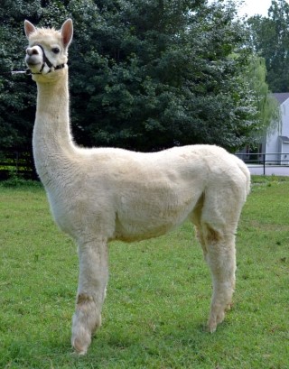 Alpaca For Sale - HRM's Mikasa at Hermes Alpacas