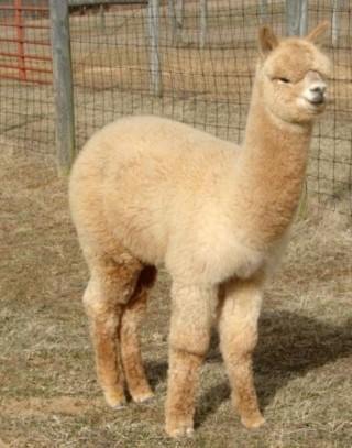 Alpaca For Sale - AOV Accoyo Enterprising Elegance at ACCOYOS OF VIRGINIA, LLC