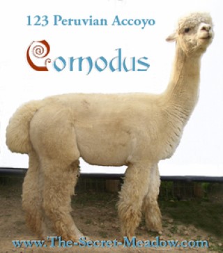 Alpaca For Sale - 123 Peruvian Accoyo Comodus at Close-Knit Alpacas