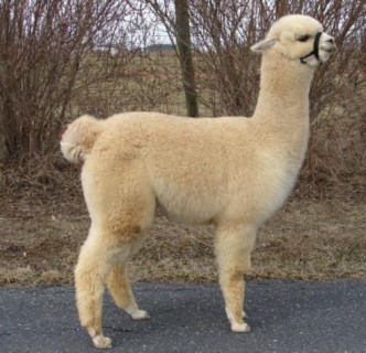 Alpaca For Sale - AOV Peruvian Shimmer at ACCOYOS OF VIRGINIA, LLC