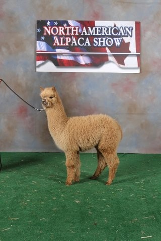 Sampson - Delilah's 2012 cria