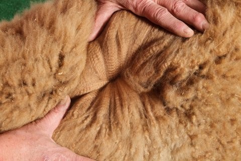 Sampson -Delilah's cria fleece