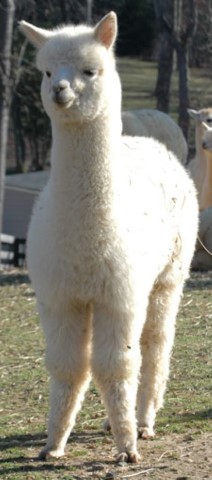 Mikasa's cria Snow