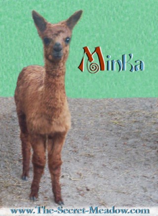 Alpaca For Sale - Mimi's Minka at Close-Knit Alpacas