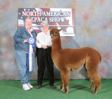 Alpaca For Sale - SuperNovas Delilah at Owl Acres Alpacas