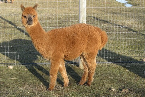 Alpaca For Sale - Zephyr at Fountain Mist Alpacas, LLC