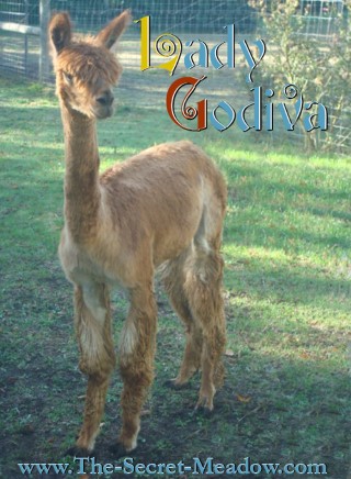 Alpaca For Sale - HHAI  Lady Godiva at Close-Knit Alpacas