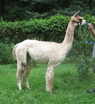 Alpaca For Sale - Brandy BLUE at Blueberry Hill Suri Farm