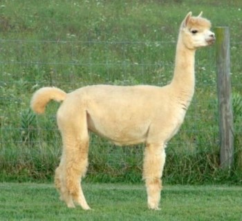 Alpaca For Sale - HDF Accoyo Lily at ACCOYOS OF VIRGINIA, LLC