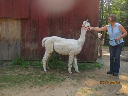 Alpaca For Sale - Moore Brook Cleopatra at Owl Acres Alpacas