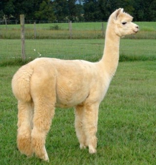 Alpaca For Sale - Maple Brook Shabu at ACCOYOS OF VIRGINIA, LLC