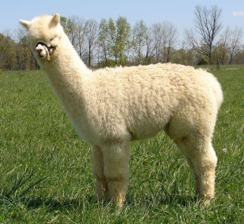 2011 male cria