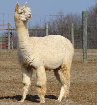 Alpaca For Sale - MFG China Accoyo Royale at ACCOYOS OF VIRGINIA, LLC