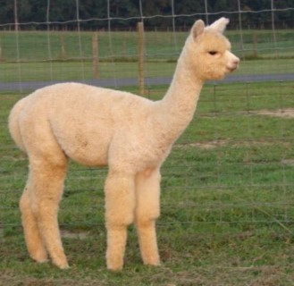 2012 cria