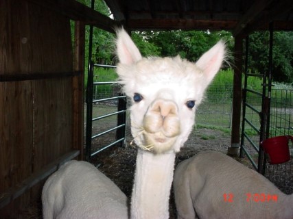 Alpaca For Sale - MAPLE BROOK ALEXA at Hummingbarn Alpacas