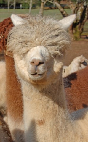 Alpaca For Sale - EG Ambrosia at Easygo Farm