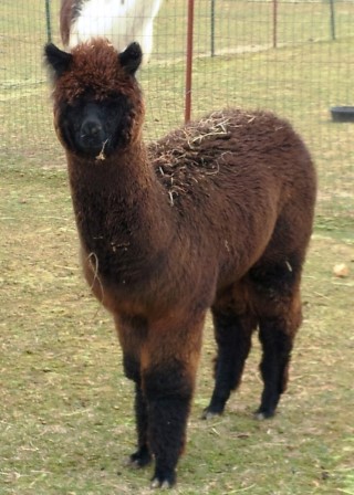 Alpaca For Sale - Annie at Circle C Alpacas