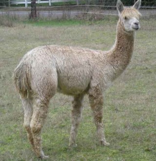 Alpaca For Sale - Sonata's Aria at Thunder Mountain Alpacas