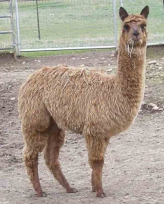 Alpaca For Sale - Red's Audrey at Thunder Mountain Alpacas