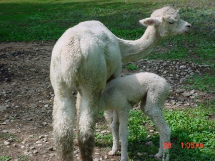 Alpaca For Sale - MAPLE BROOK ALMA at Hummingbarn Alpacas