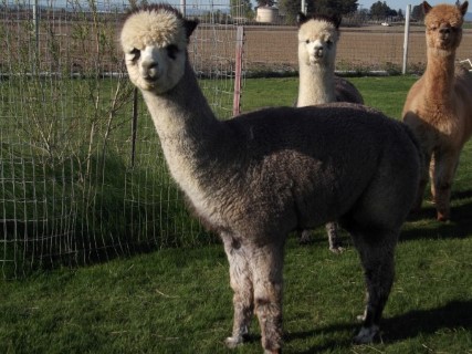 Alpaca For Sale - Isabell at Suncrest Alpacas/where we board our animals