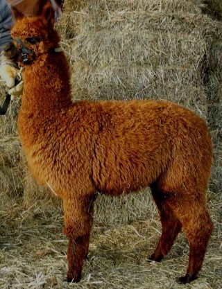 Alpaca For Sale - MAMGB Hismala ''Fuzzy'' at Greenbriar Farm 