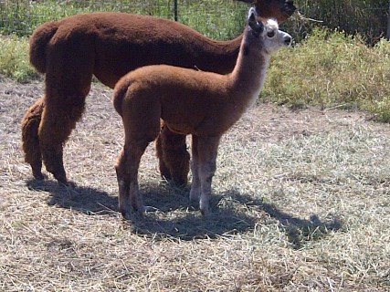 Alpaca For Sale - Meredith Grey at Stone Hill Alpacas