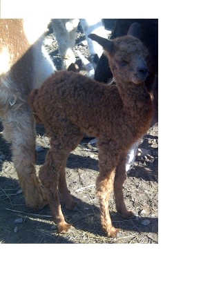 2012 cria