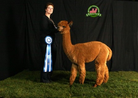 Alpaca For Sale - Windspun Peso To Pennies at WindSpun Alpacas