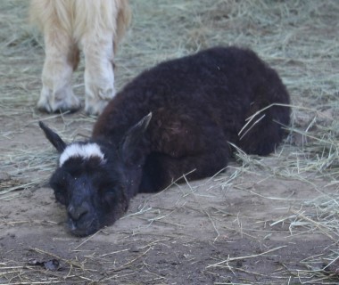 Alpaca For Sale - Dancing Fedora at Circle C Alpacas