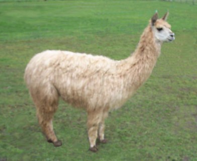 Alpaca For Sale - LKR Latte at Thunder Mountain Alpacas