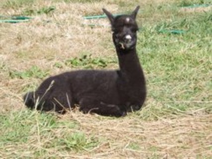 Alpaca For Sale - Raven at Circle C Alpacas