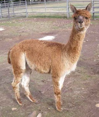 Alpaca For Sale - Sonata's Red Rider at Thunder Mountain Alpacas