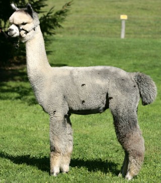 Alpaca For Sale - A.L.Paca's Rev It Up at Stone Hill Alpacas