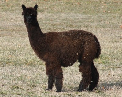 Alpaca For Sale - Legend's Savannah at Circle C Alpacas