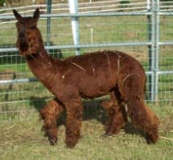 Alpaca For Sale - ATV Sonata at Thunder Mountain Alpacas