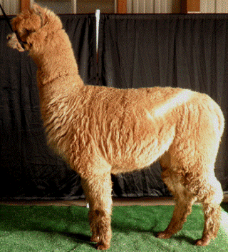 Alpaca For Sale - LondonDairy Starburst at Lotis Alpacas