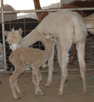 Tiara's first cria