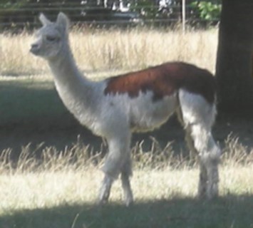 Alpaca For Sale - Satin's Tippy at Thunder Mountain Alpacas