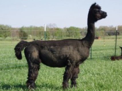 Alpaca For Sale - Annette at Circle C Alpacas