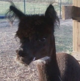 Alpaca For Sale - La Bridget's Summer Grace at Circle C Alpacas