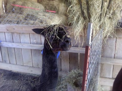 She really gets into her hay!