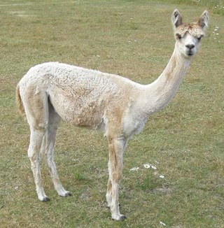 Alpaca For Sale - El Doramir at Thunder Mountain Alpacas