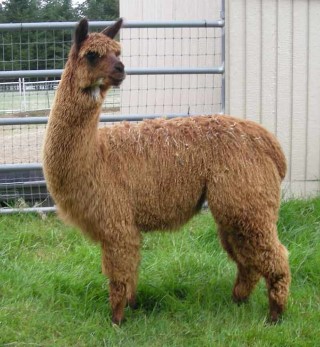 Alpaca For Sale - Sonata's Melody at Thunder Mountain Alpacas