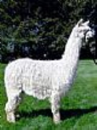 Alpaca For Sale - ATV Donavon Silk at Thunder Mountain Alpacas