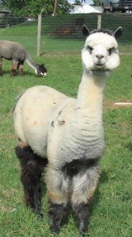 Alpaca For Sale - Silver Suzette at Rising Ridge Alpacas