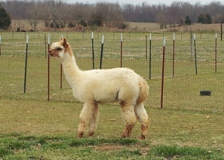 Alpaca For Sale - Texas Belle at Circle C Alpacas